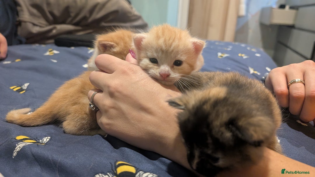 Maine Coon cats for sale: Main coon cross with British short hair - Image 11