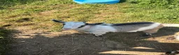 Goats livestock for sale: Kids for Sale in Launceston - Advert 4