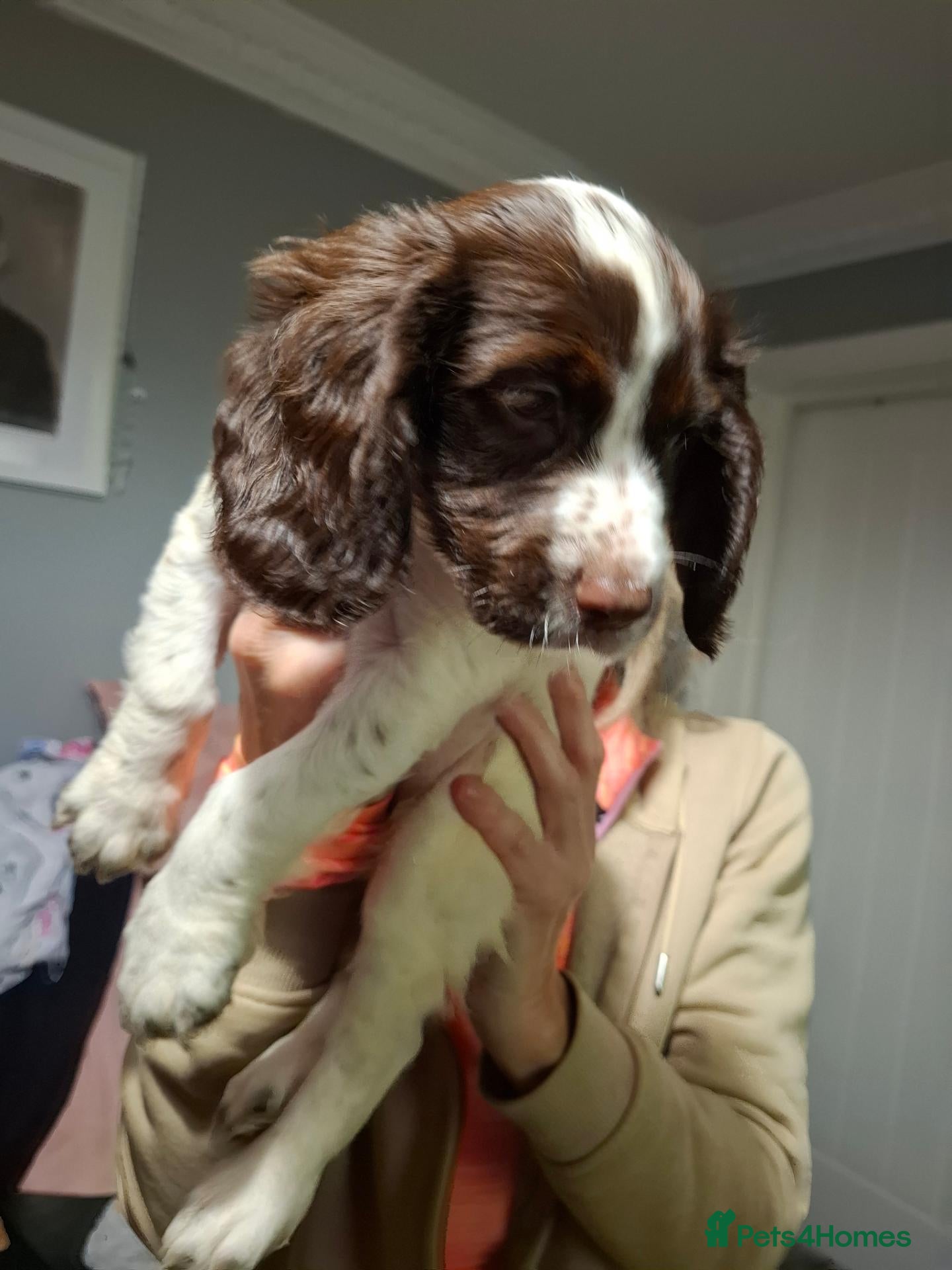 Cocker Spaniel dogs for sale: COCKER SPANIEL PUPPIES FOR SALE £550 - Advert 23