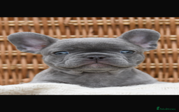 French Bulldog dogs for sale: Beautiful litter of 8 French bulldog puppies - Image 16