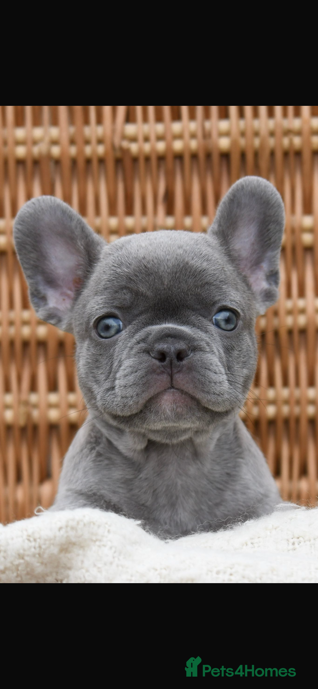 French Bulldog dogs for sale: Beautiful litter of 8 French bulldog puppies - Image 16