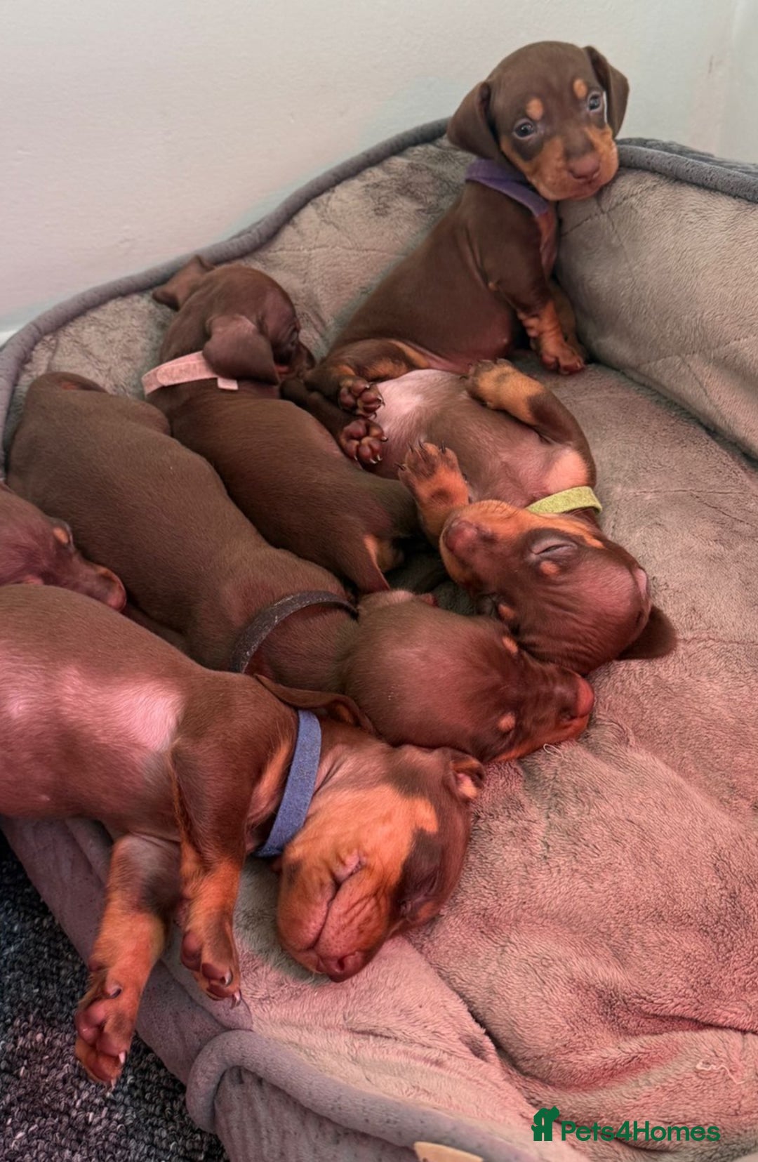 Dachshund dogs for sale: READY FOR NEW HOME 🐶 - Advert 13