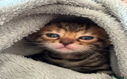 Bengal cats for sale: Outstanding Bengal kittens European Champion sire! - Image 17
