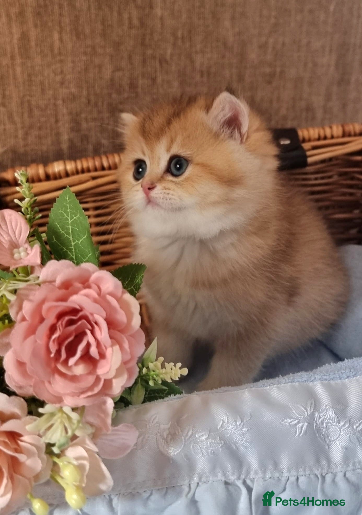 British Shorthair cats 🧡 ONE GIRL LEFT! GOLDEN BSH KITTENS 🧡  - Advert 2