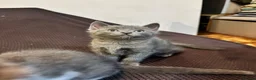 British Shorthair cats for sale: 3 Adorable Kittens Looking For Their Forever Homes - Advert 9