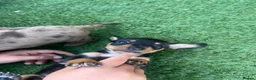 Jackshund dogs for sale: Jackhounds in Weston-super-Mare - Advert 7