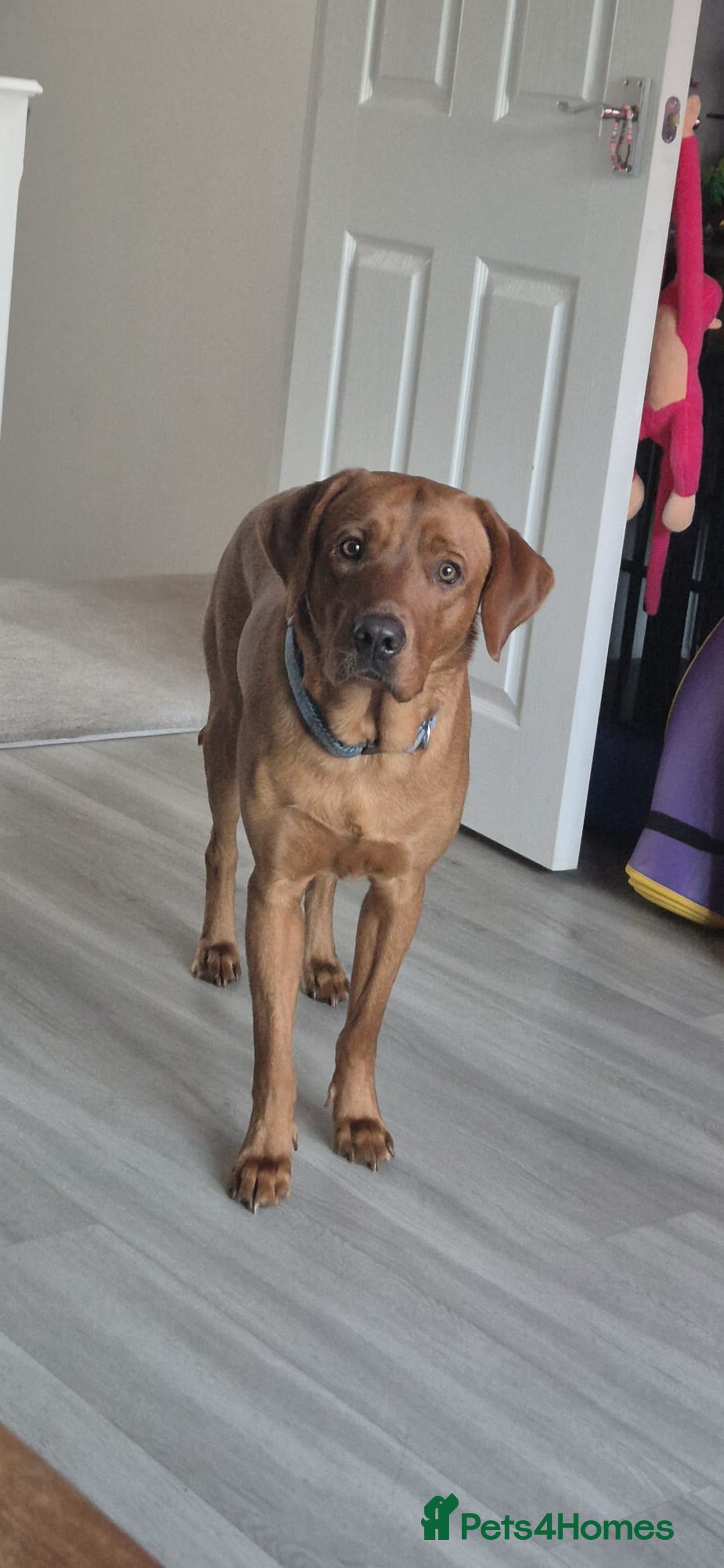 Labrador Retriever dogs for sale: Beautiful Fox Red Lab - Advert 1