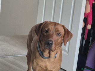 Labrador Retriever dogs Beautiful Fox Red Lab - Advert 18