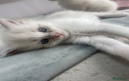 Siberian cats for sale: Siberian Neva masquerade kittens  - Image 16