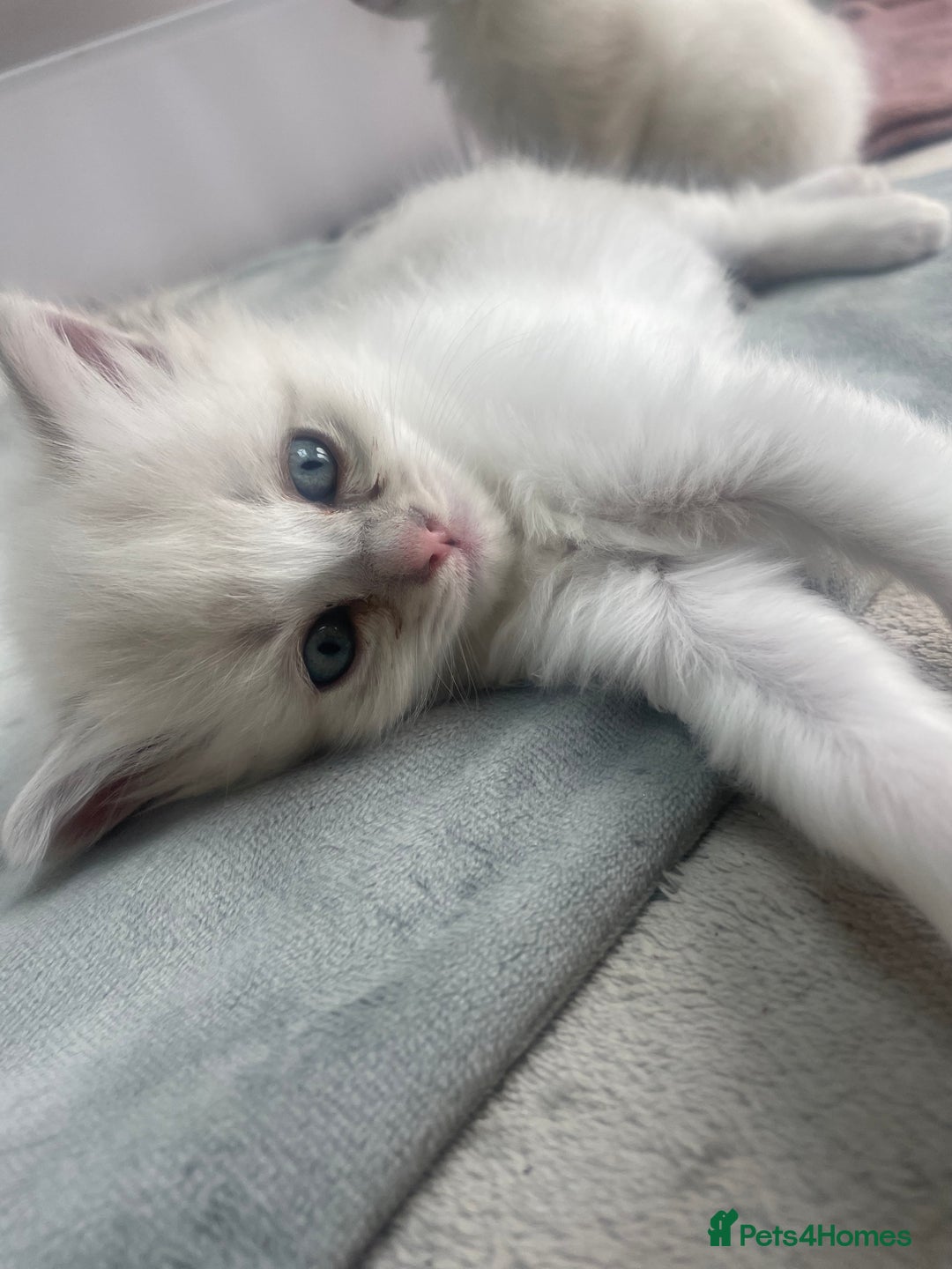 Siberian cats for sale: Siberian Neva masquerade kittens  - Image 16