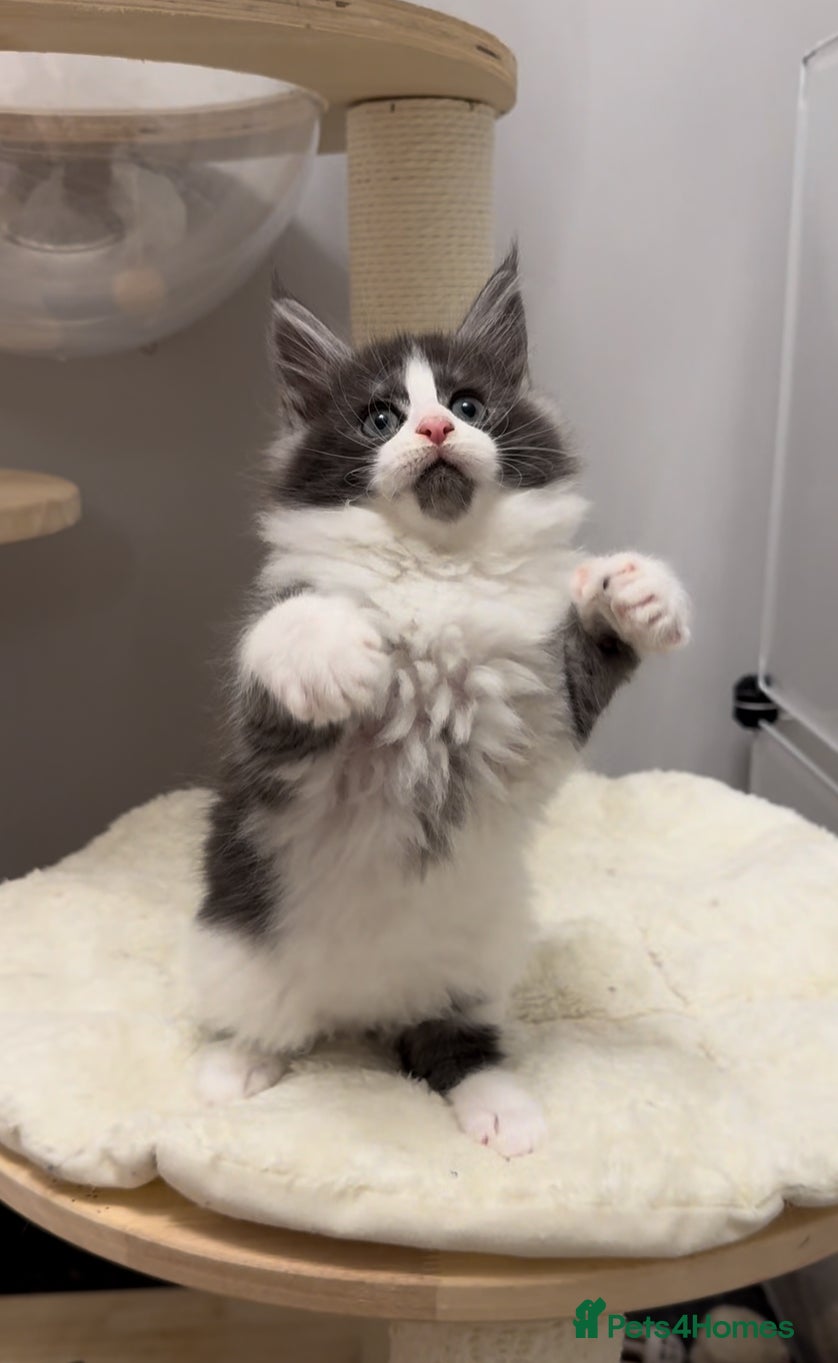 Maine Coon cats 🌟🌟Beautiful  Maine Coon kittens 🌟🌟🌟 - Advert 1