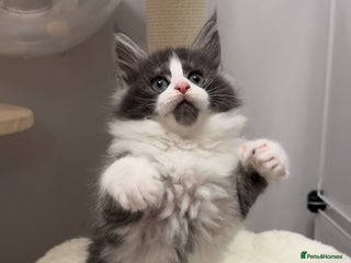 Maine Coon cats 🌟🌟Beautiful Maine Coon kittens 🌟🌟🌟 - Advert 1