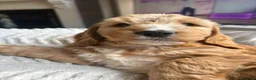 Mixed Breed dogs for sale: Gorgeous Doodle puppies  in Grantown-on-Spey - Advert 4