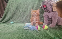Maine Coon cats for sale: Planned summer babies looking for forever homes - Image 9