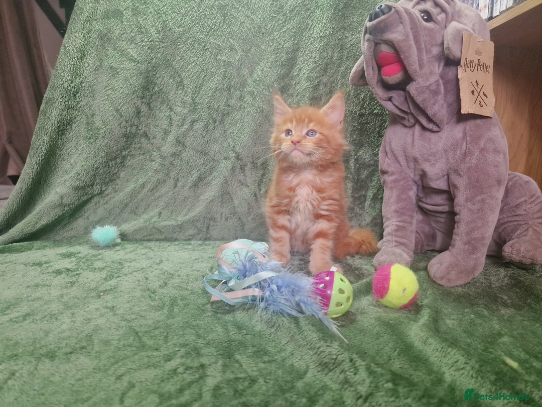 Maine Coon cats for sale: Planned summer babies looking for forever homes - Image 9