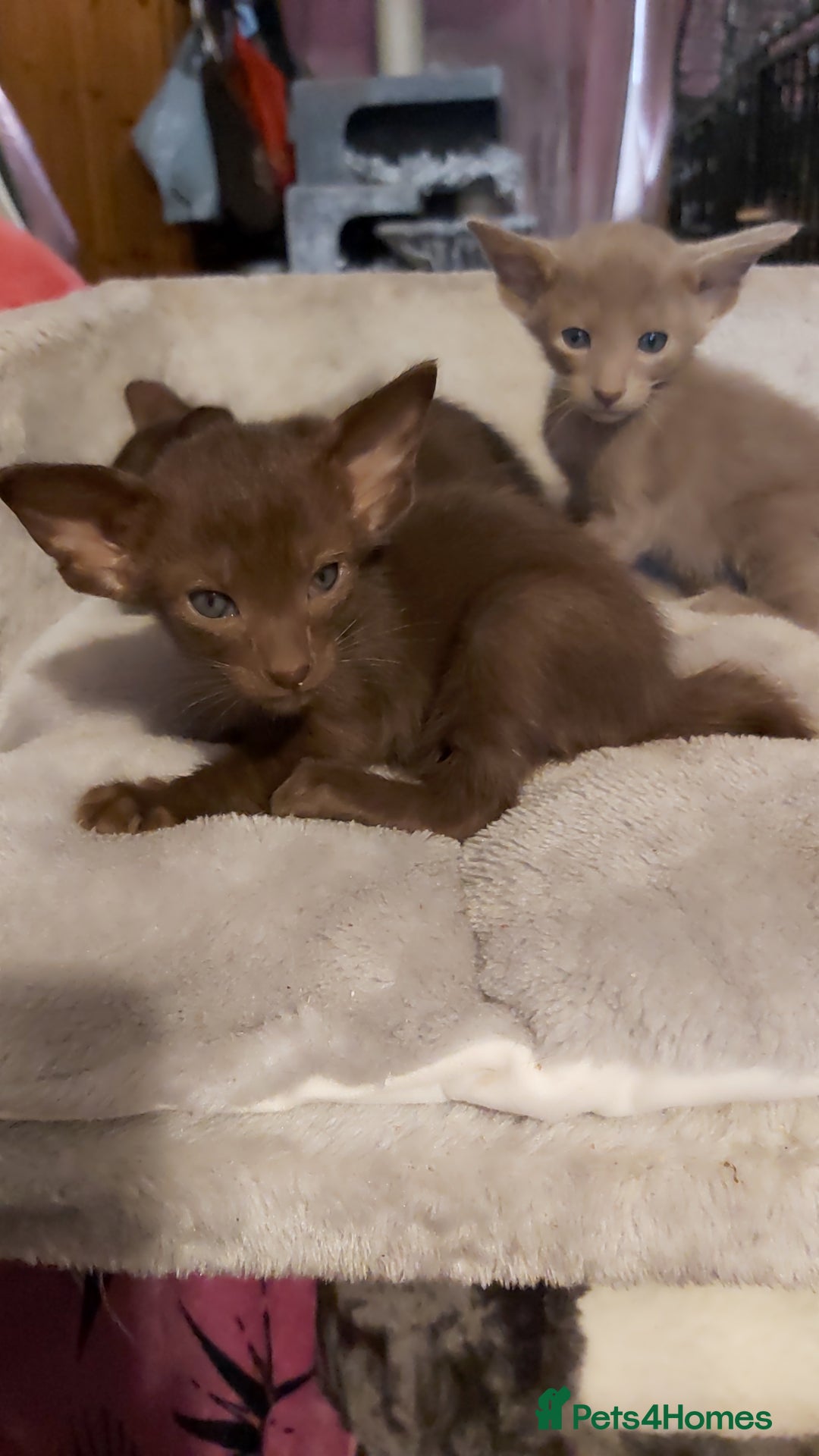 Oriental cats for sale: Full Pedigree Oriental 3 Kittens XL size ears GCCF - Image 15