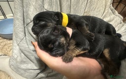 Border Terrier dogs for sale: Beautiful Border Terrier Pups - Image 8