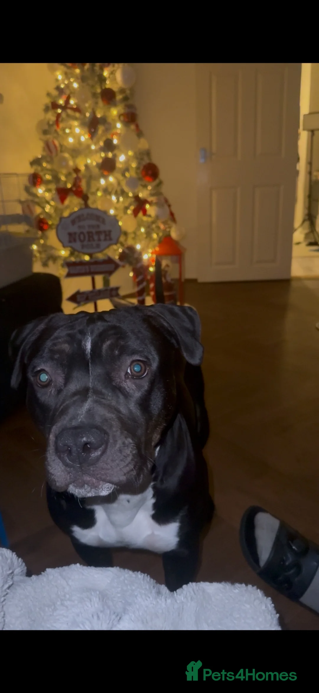 Mixed Breed dogs for sale: 1.5 year old staffie cross in Waterlooville - Advert 2