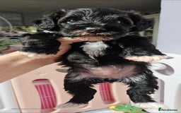 Schnoodle dogs for sale: 2 beautiful schnoodles  - Image 16
