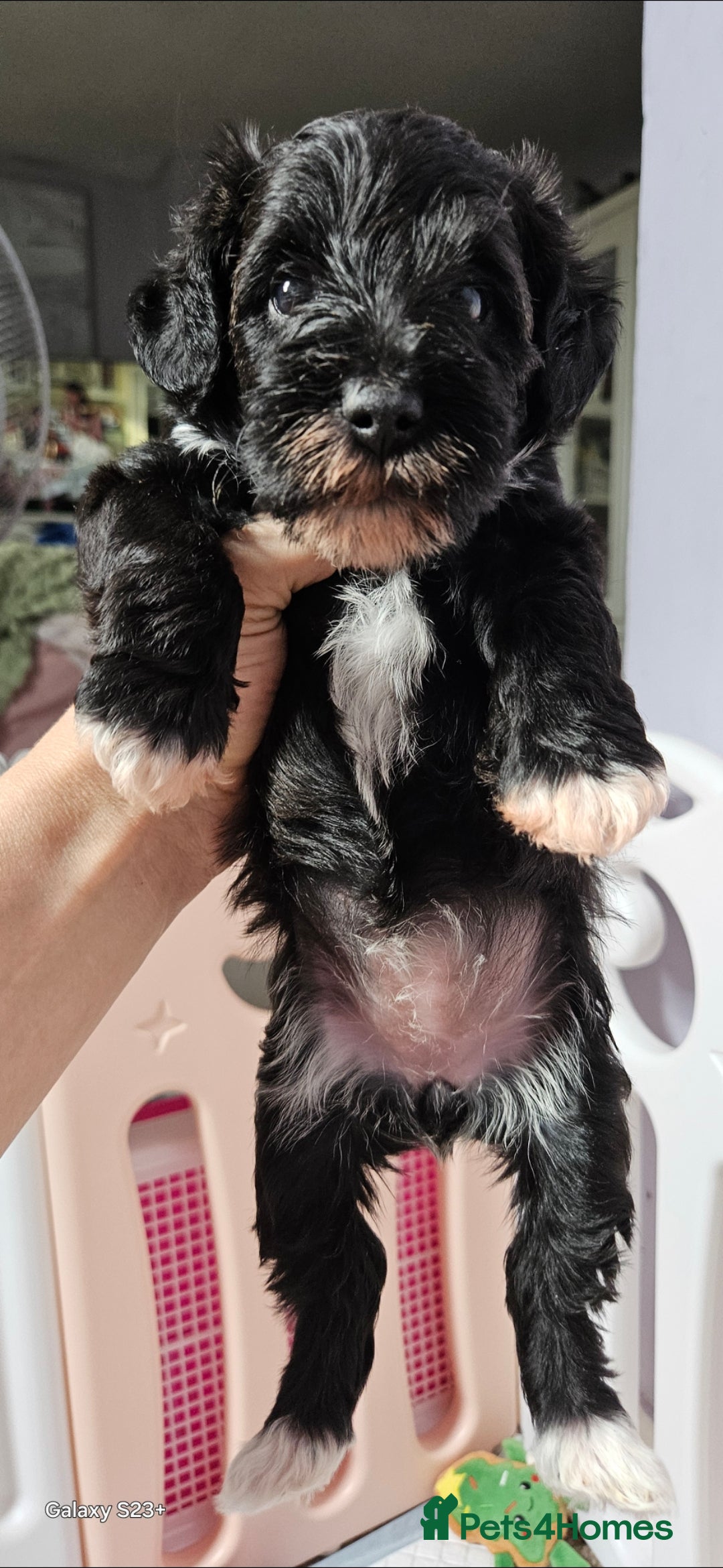 Schnoodle dogs for sale: 2 beautiful schnoodles  - Image 16