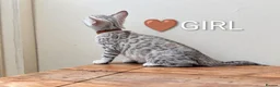 Bengal cats for sale: TICA Registered Bengal Kittens|Health Tested ❤️ - Advert 24