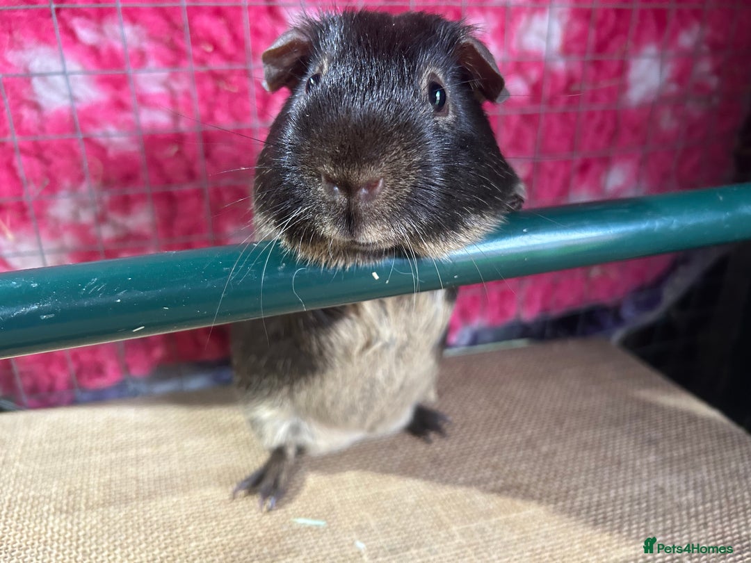 Guinea Pig rodents for sale: Guinea pigs mixed breeds - Advert 9