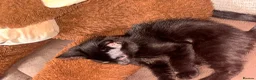 Mixed Breed cats for sale:  male kitten looking for loving forever home  - Advert 7