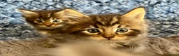 Maine Coon cats for sale: Pure Maine Coon Kittens - Advert 20