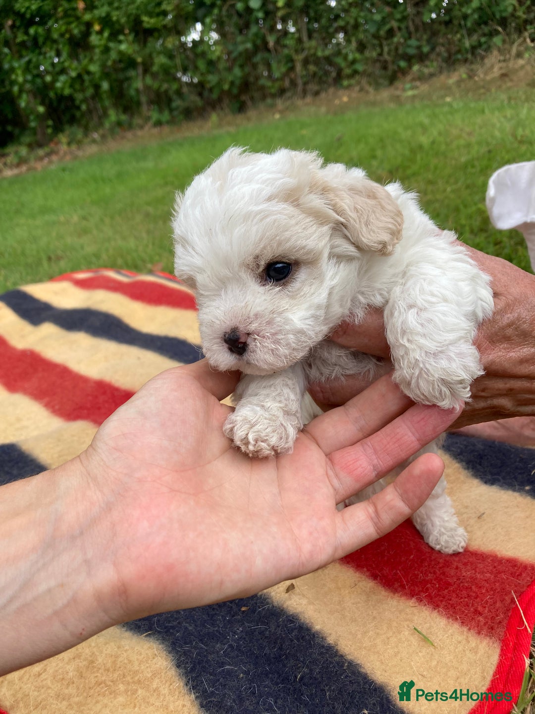Mixed Breed dogs for sale: Bolonoodle Puppies  - Image 11