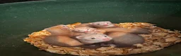 Ferret rodents for sale: Sandy Ferrets  in Gainsborough - Advert 2