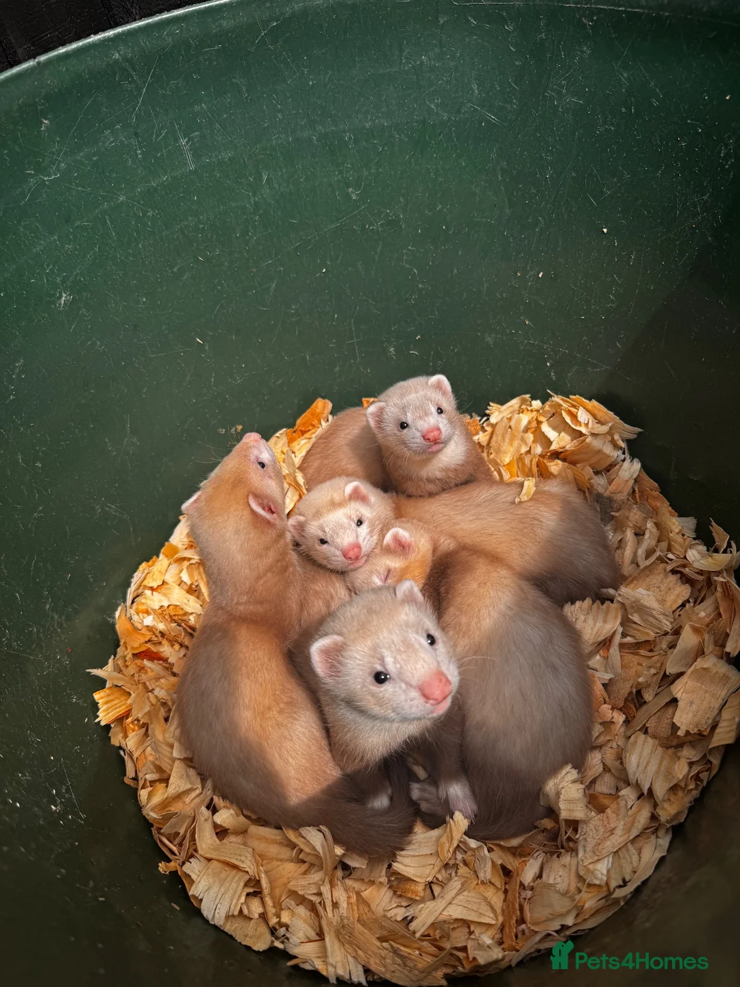 Ferret rodents for sale: Sandy Ferrets  in Gainsborough - Advert 2