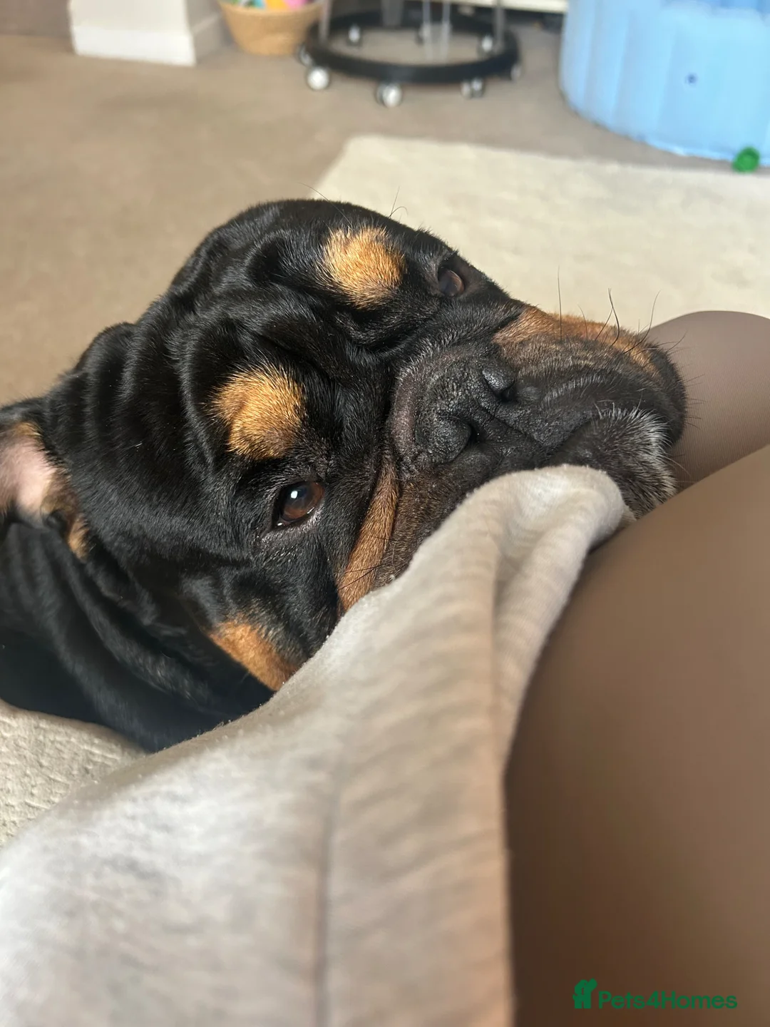 English Bulldog dogs for stud: Black & tan english Pedigree Stud dog in Knutsford - Advert 2