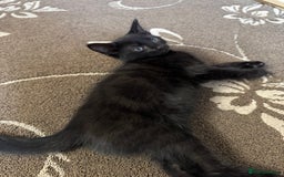 American Shorthair cats for sale: 2 BLACK FEMALE KITTENS FOR SALE - Image 9