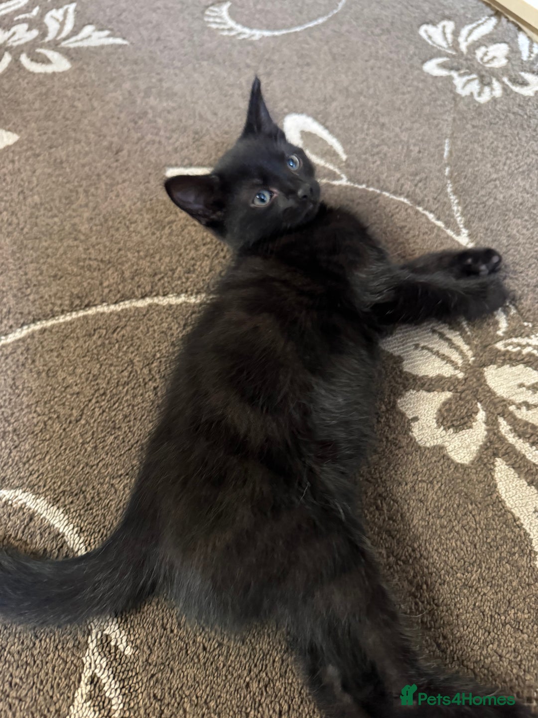 American Shorthair cats for sale: 2 BLACK FEMALE KITTENS FOR SALE - Image 9