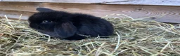 Mini Lop rabbits for sale: Gorgeous pure Mini lops  - Advert 8