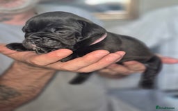 Olde English Bulldogge dogs for sale: STUNNING LITTER OF OLD ENGLISH BULLDOGS 😍  - Image 12
