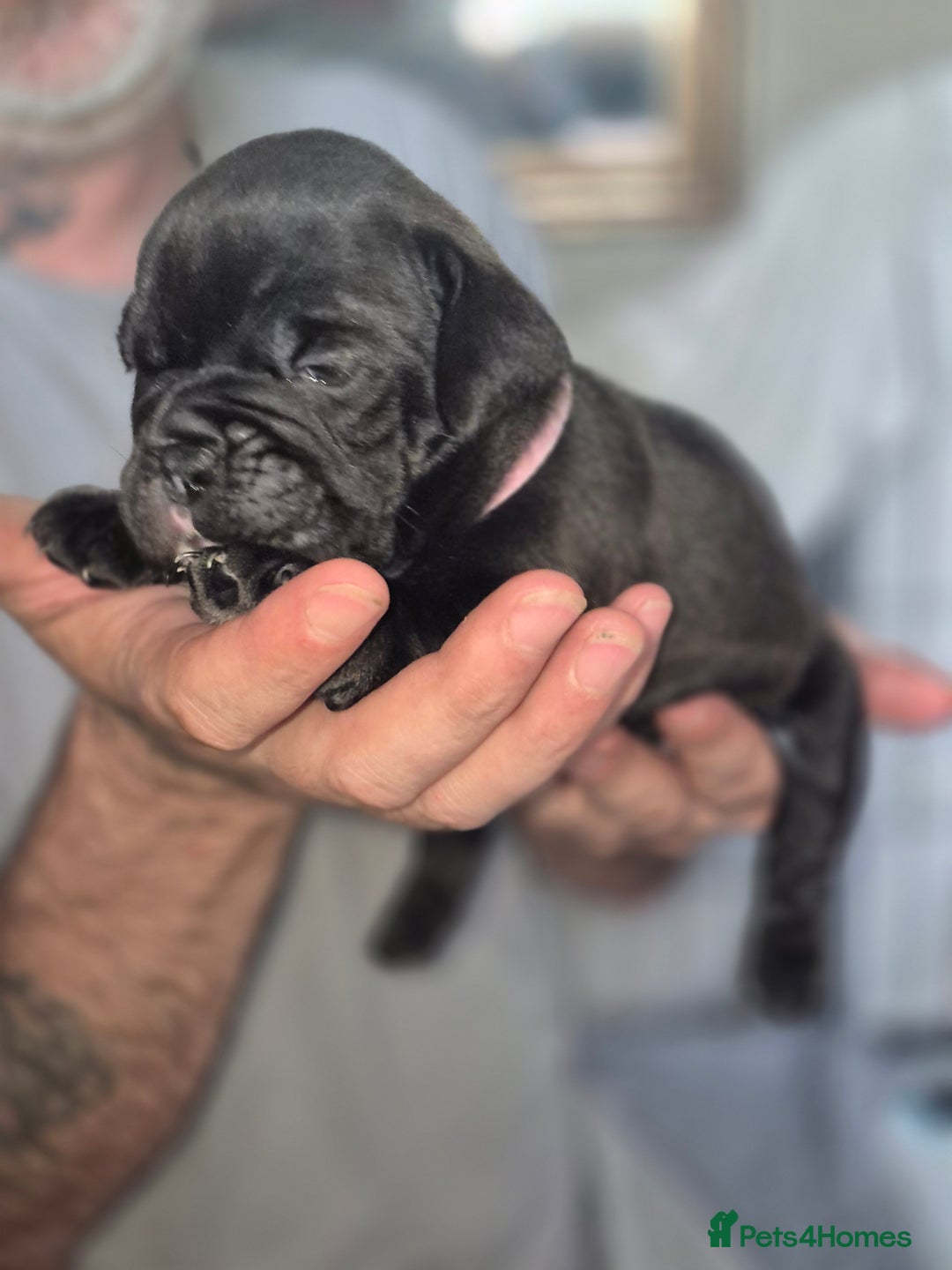 Olde English Bulldogge dogs for sale: STUNNING LITTER OF OLD ENGLISH BULLDOGS 😍  - Image 12
