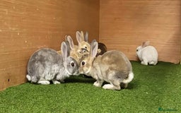Rex rabbits for sale: Gorgeous rex rabbits - Image 8
