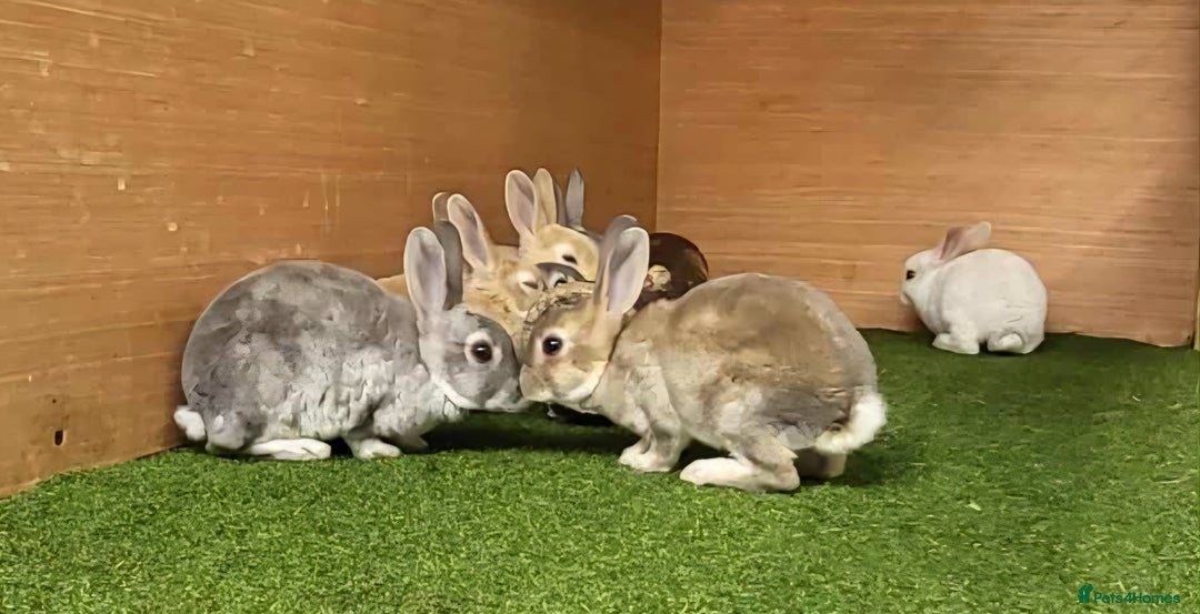 Rex rabbits for sale: Gorgeous rex rabbits - Image 8