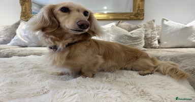 Miniature Dachshund dogs - Advert 7