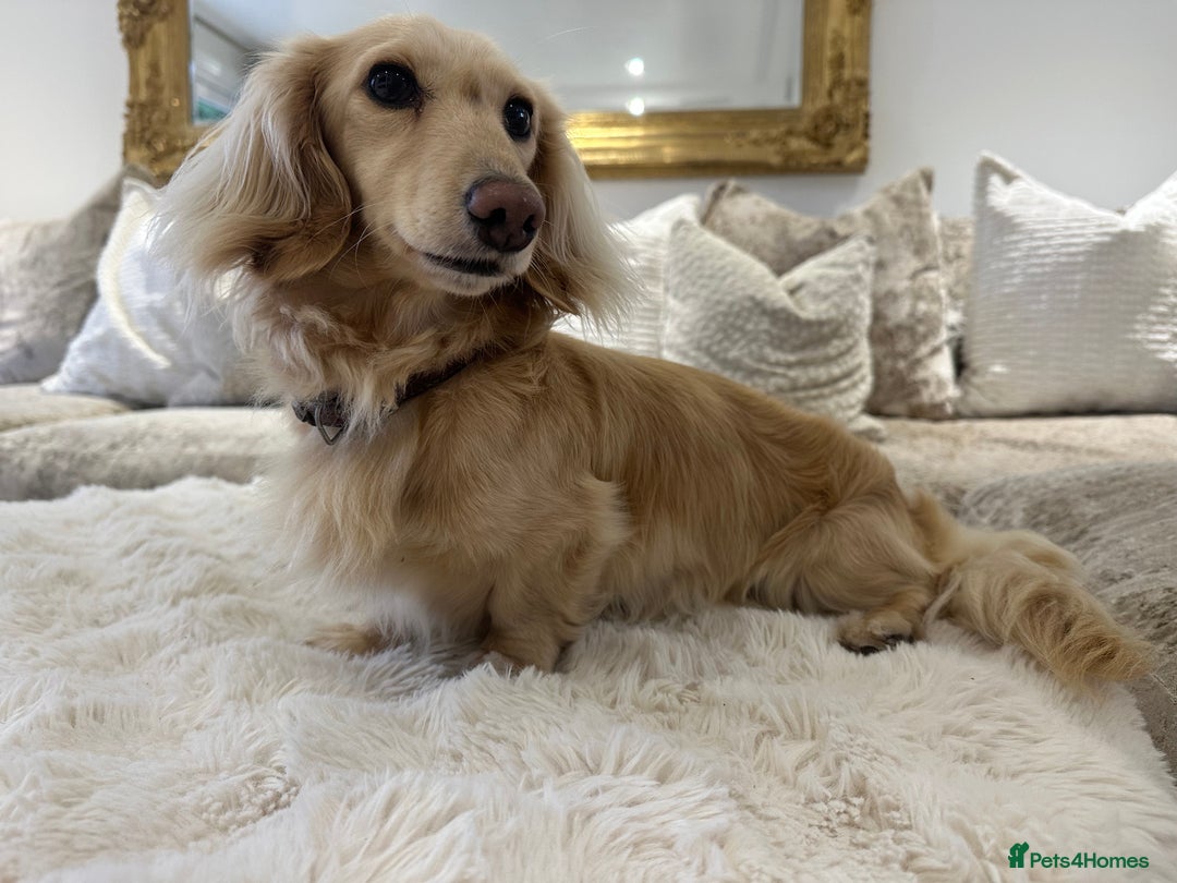 Miniature Dachshund dogs for stud: ⭐️⭐️👑👑 KING OF CREAMS 👑👑⭐️⭐️ - Image 2