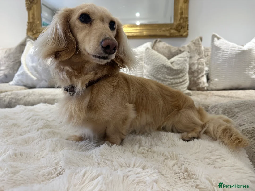 Miniature Dachshund dogs for stud: ⭐️⭐️👑👑 KING OF CREAMS 👑👑⭐️⭐️ - Advert 2