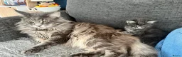 Maine Coon cats for sale: Maine coon kittens available for reservation  - Advert 10