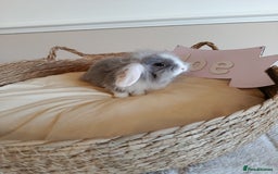 Mini Lop rabbits for sale: Fantastic mini lop babies forsale  - Image 11