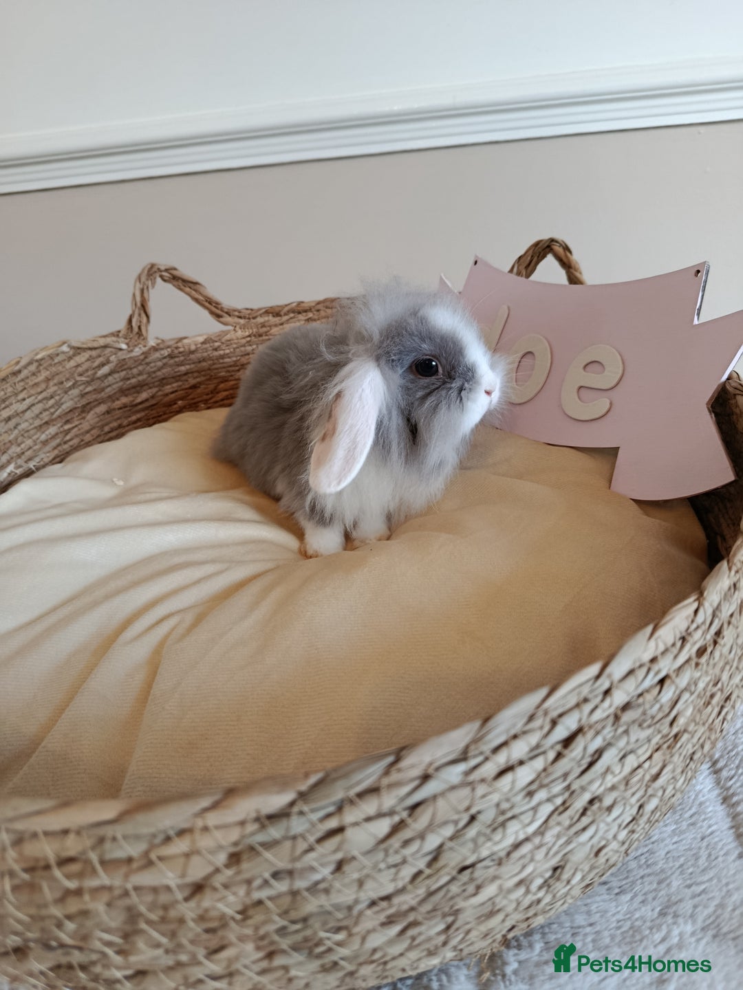 Mini Lop rabbits for sale: Fantastic mini lop babies forsale  - Image 11