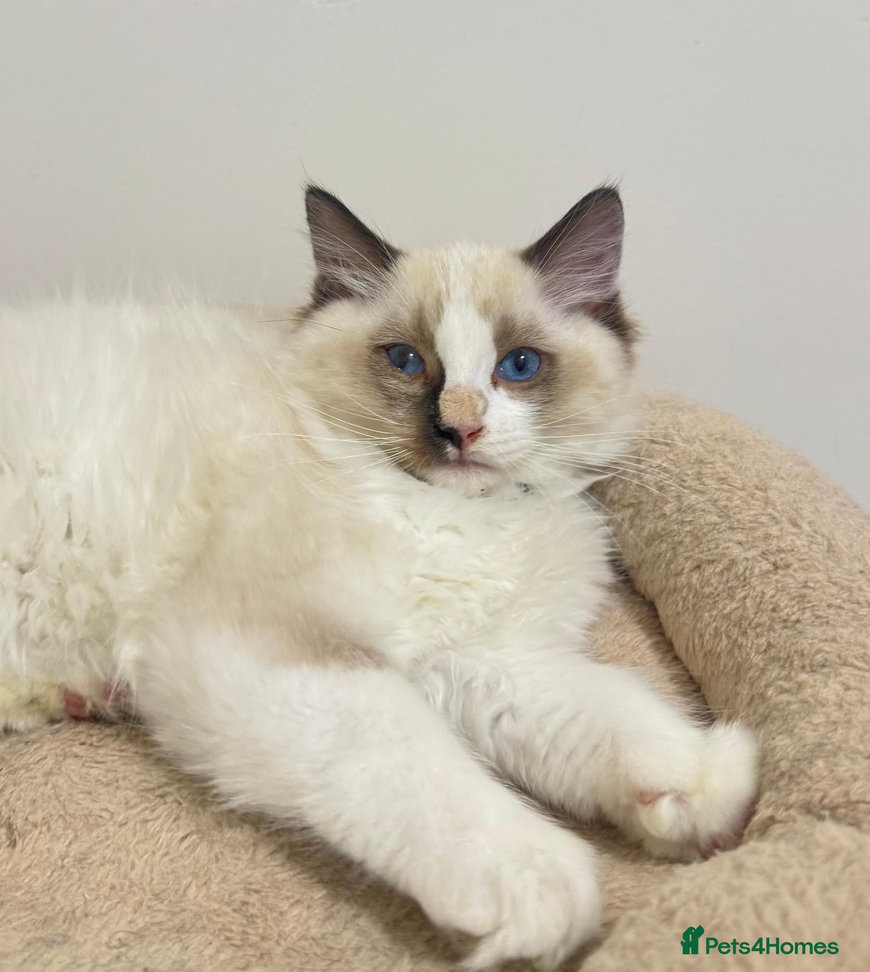Ragdoll cats TICA Reg Ragdoll Kittens from Show-Winning Lines - Advert 2
