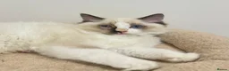 Ragdoll cats for sale: TICA Reg Ragdoll Kittens from Show-Winning Lines - Advert 2