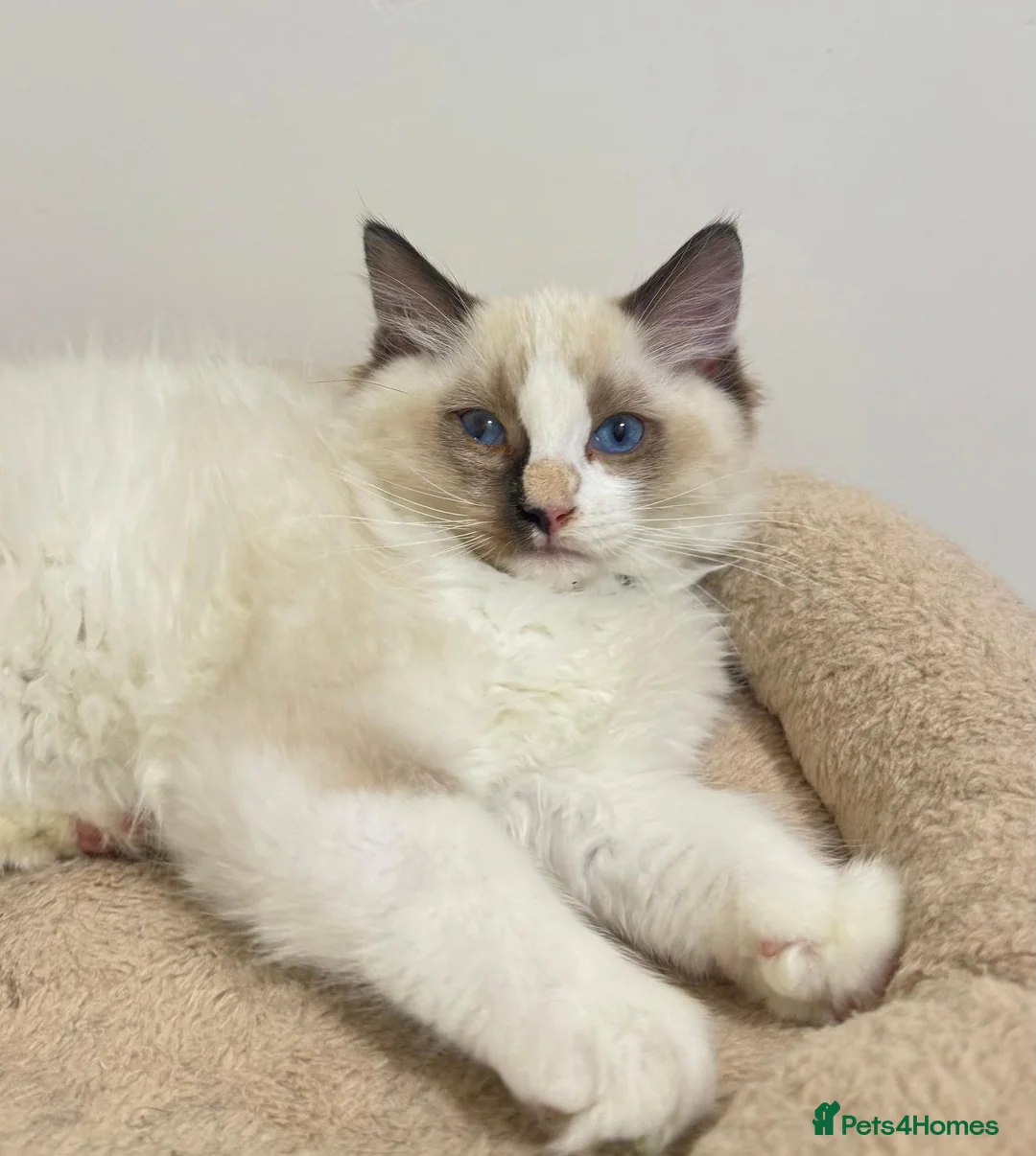 Ragdoll cats for sale: TICA Reg Ragdoll Kittens from Show-Winning Lines - Advert 2