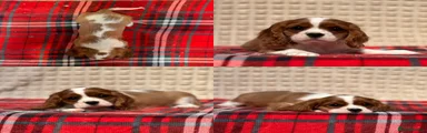 Cavalier King Charles Spaniel 2