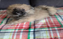 Pomeranian dogs for sale: Beautiful pups - Image 24